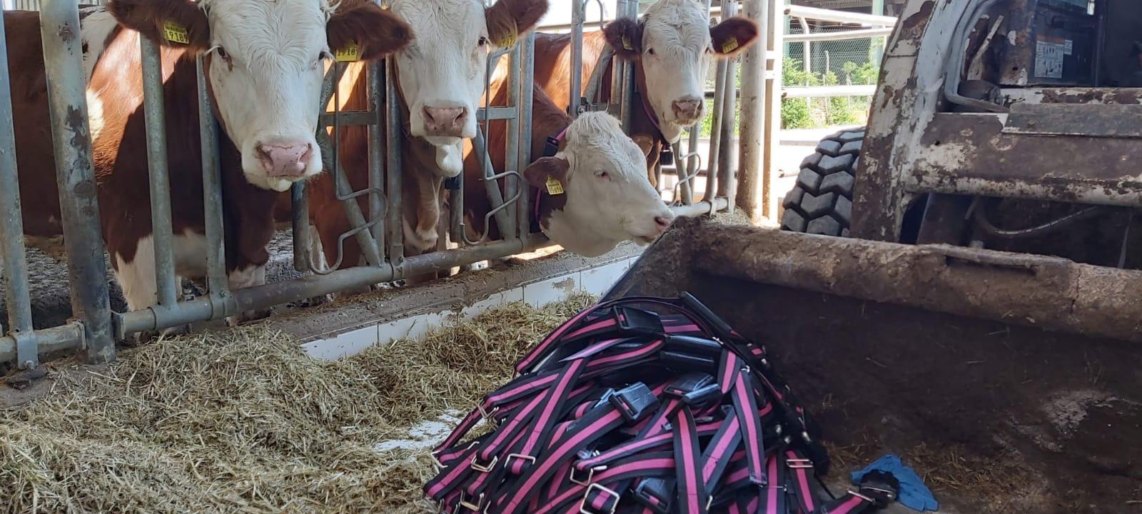 Cowmon pembe akıllı tasmalar sahada